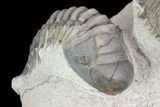 Crotalocephalina & Reedops Trilobites - (Special Price) #75775-7